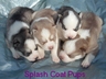 Splash Coat Pups
