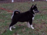 Gypsy & Ace, Mostly Black Female