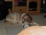 DAKOTA - Cinna & Casey litter 10-9-00